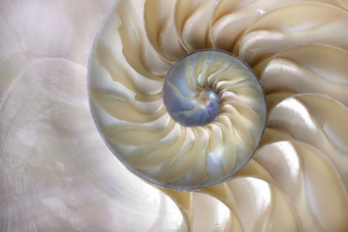 Spiralmuster einer Nautilusschale als Sinnbild